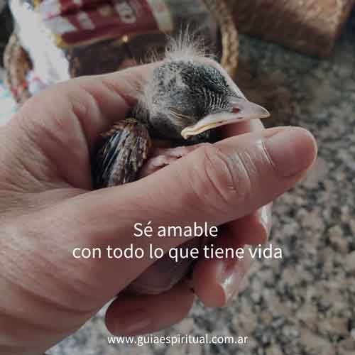 Guía Espiritual. Sé amable