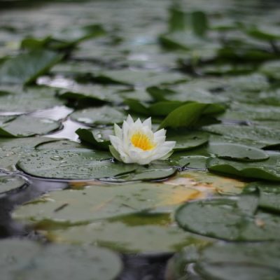 one-lotus-flower